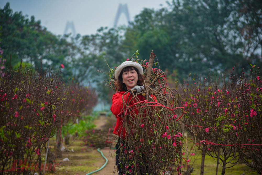 Người dân làng Phú Thượng cho biết, năm nay thời tiết có phần thuận lợi cho đào, lượng trồng vừa đủ, không trồng ồ ạt nên đào được mùa và được giá.