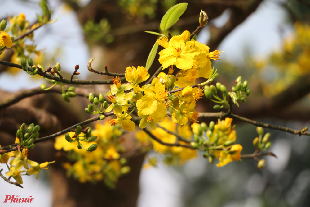 Với người Huế, hoa mai gắn liền với đời sống tinh thần của người dân xứ vàng son một thuở