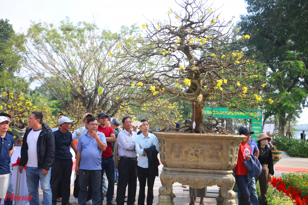 Hoàng mai Huế (mai vàng) là loại hoa nổi tiếng và trở nên phổ biến trong đời sống