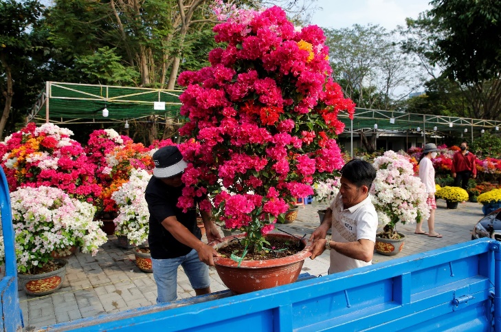 Chợ hoa tết Phú Mỹ Hưng năm nay có sự góp mặt của khoảng 145 gian hàng hoa, cây cảnh đến từ các nhà vườn ở những làng hoa nổi tiếng như Chợ Lách (tỉnh Bến Tre), Sa Đéc (tỉnh Đồng Tháp)… Ảnh: PMH