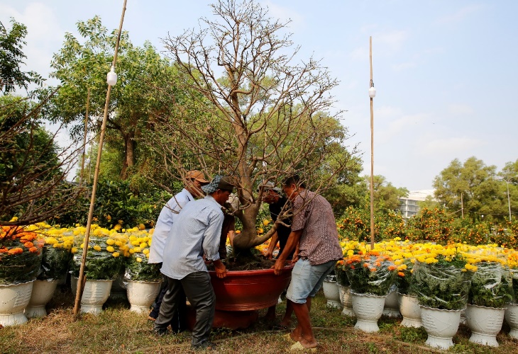 Ghi nhận từ Chợ hoa Tết cho thấy sự đa dạng, phong phú của hàng trăm loại hoa, cây cảnh dành cho ngày tết, làm nên những màu sắc rực rỡ cho Hội hoa xuân Phú Mỹ Hưng - Ảnh: PMH