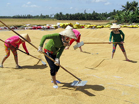 Vụ lúa mùa thóc vàng hạt căng mẩy, cả thôn gặt về xếp đầy ở sân kho - Ảnh minh họa