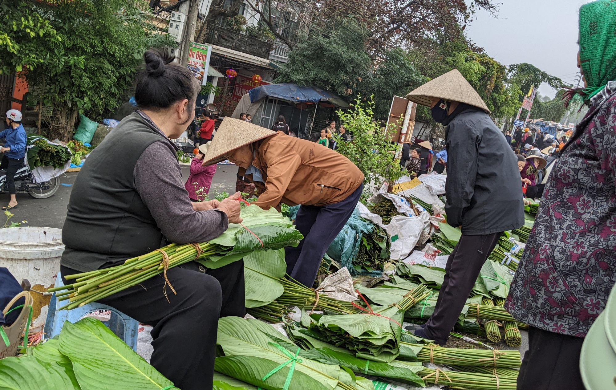 Những hàng lá dong nhộn nhịp trên đê sông Đáy.