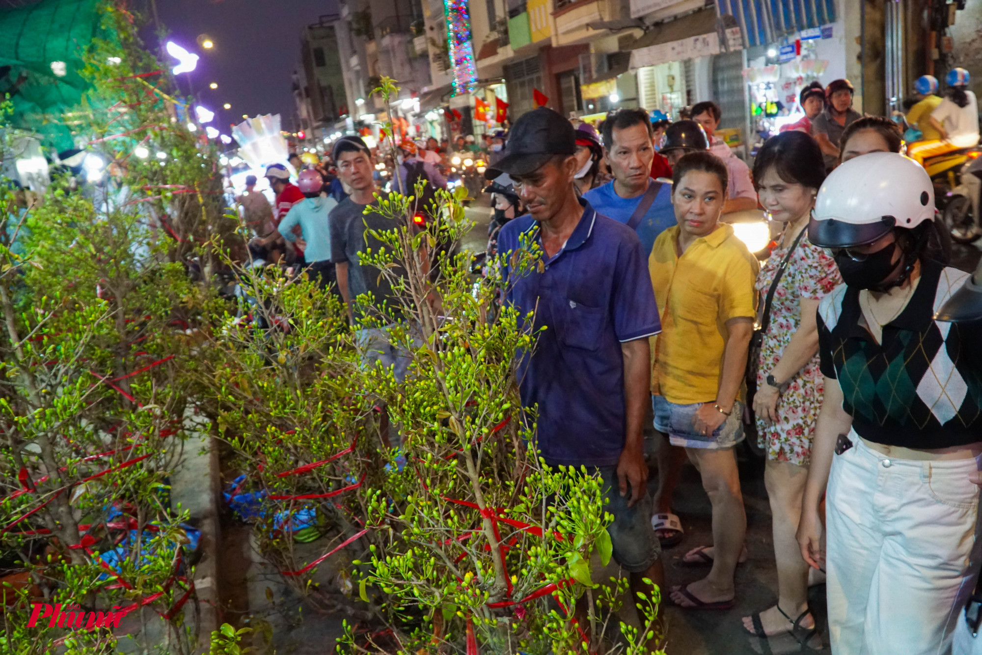 Những cây mai kiểng dáng thông, có kích thước lớn có giá từ 700.000 đồng đến vài triệu đồng