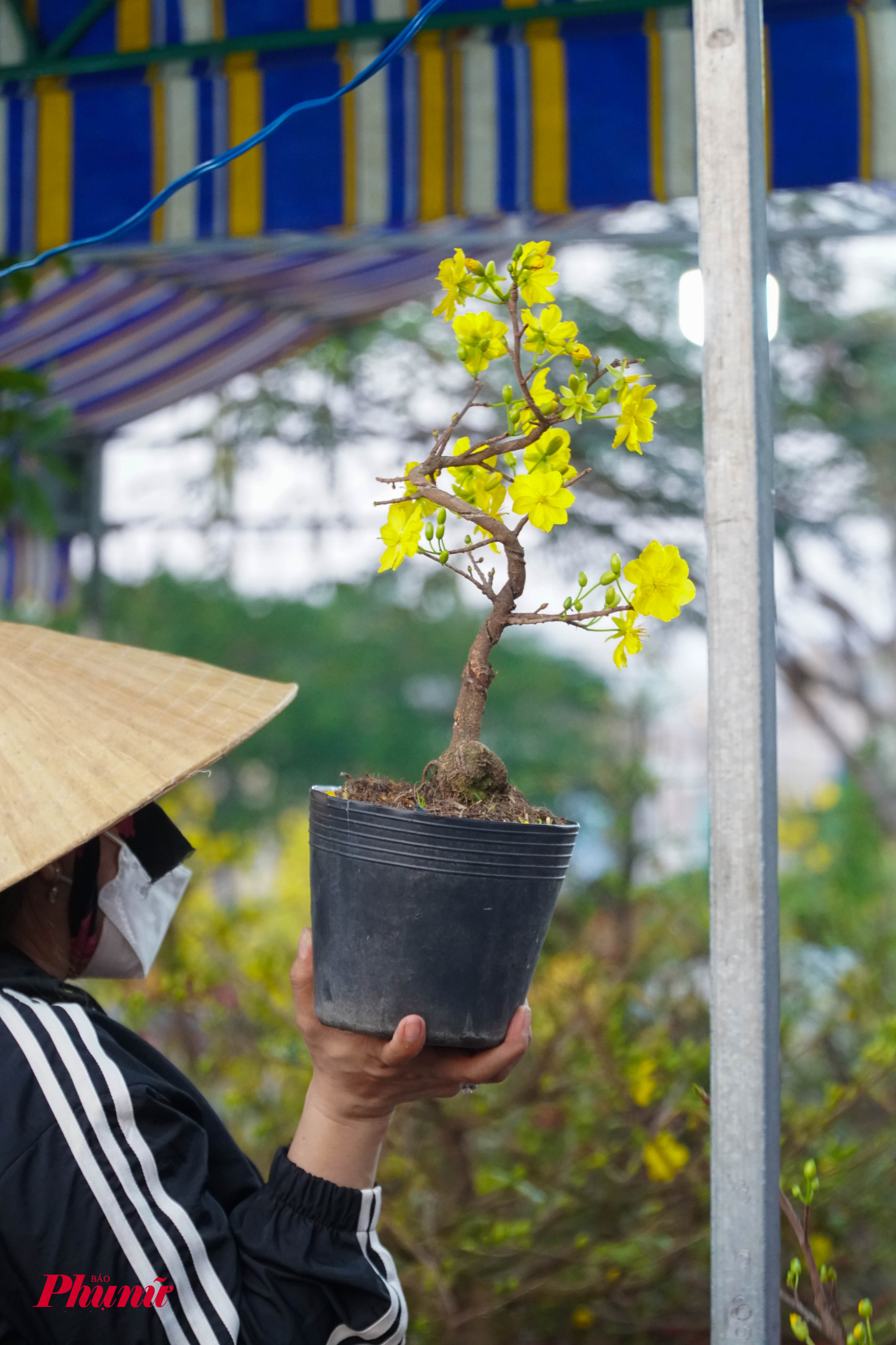 Chậu mai 65.000 đồng được chủ vựa rao bán tại sạp hàng