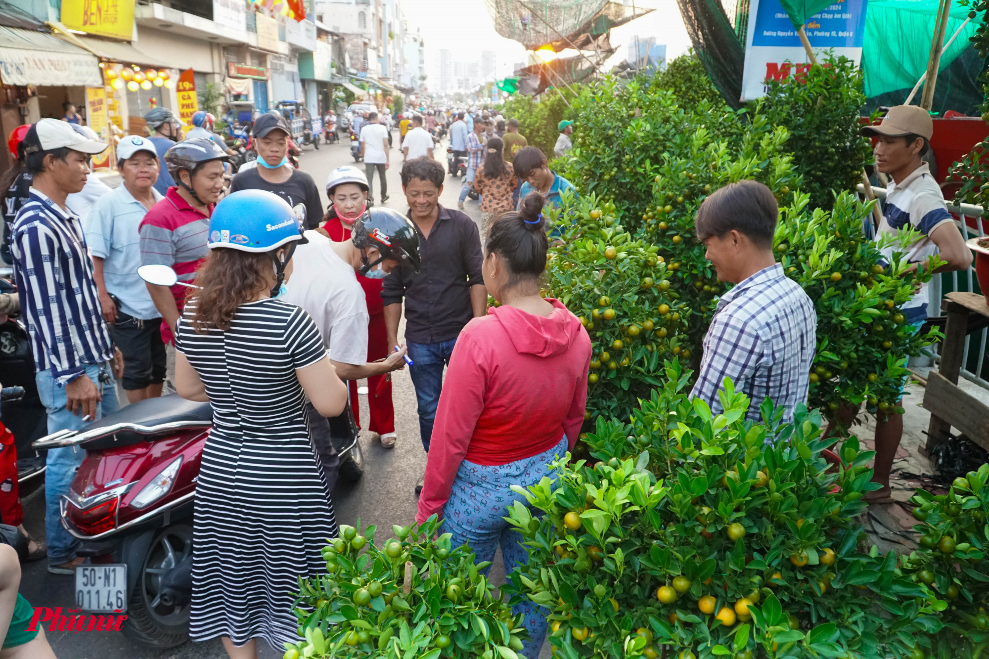 Nhiều tiểu thương cho biết, quất kiểng năm nay giá cả vẫn ổn định, nhiều loại đa dạng phụ vụ nhu cầu khách hàng.