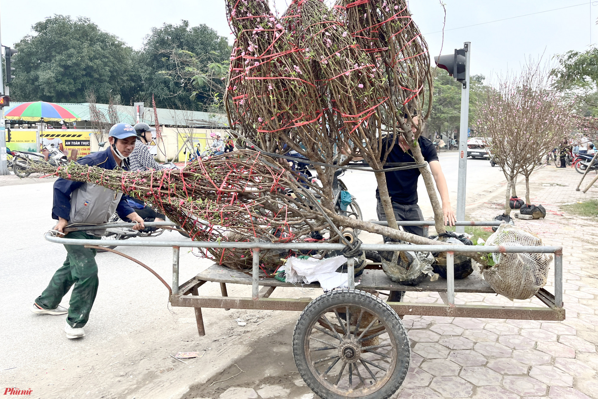 Anh Trần Văn Bảo (trú xã Hưng Tây, huyện Hưng Nguyên, tỉnh Nghệ An) cho biết, mức giá vận chuyển cây cảnh ngày tết tuỳ thuộc vào nhiều yếu tố như khoảng cách, độ lớn và giá trị của cây cảnh. Giá vận chuyển trong nội thành Vinh thường giao động từ 100.000 - 300.000 đồng/chuyến.