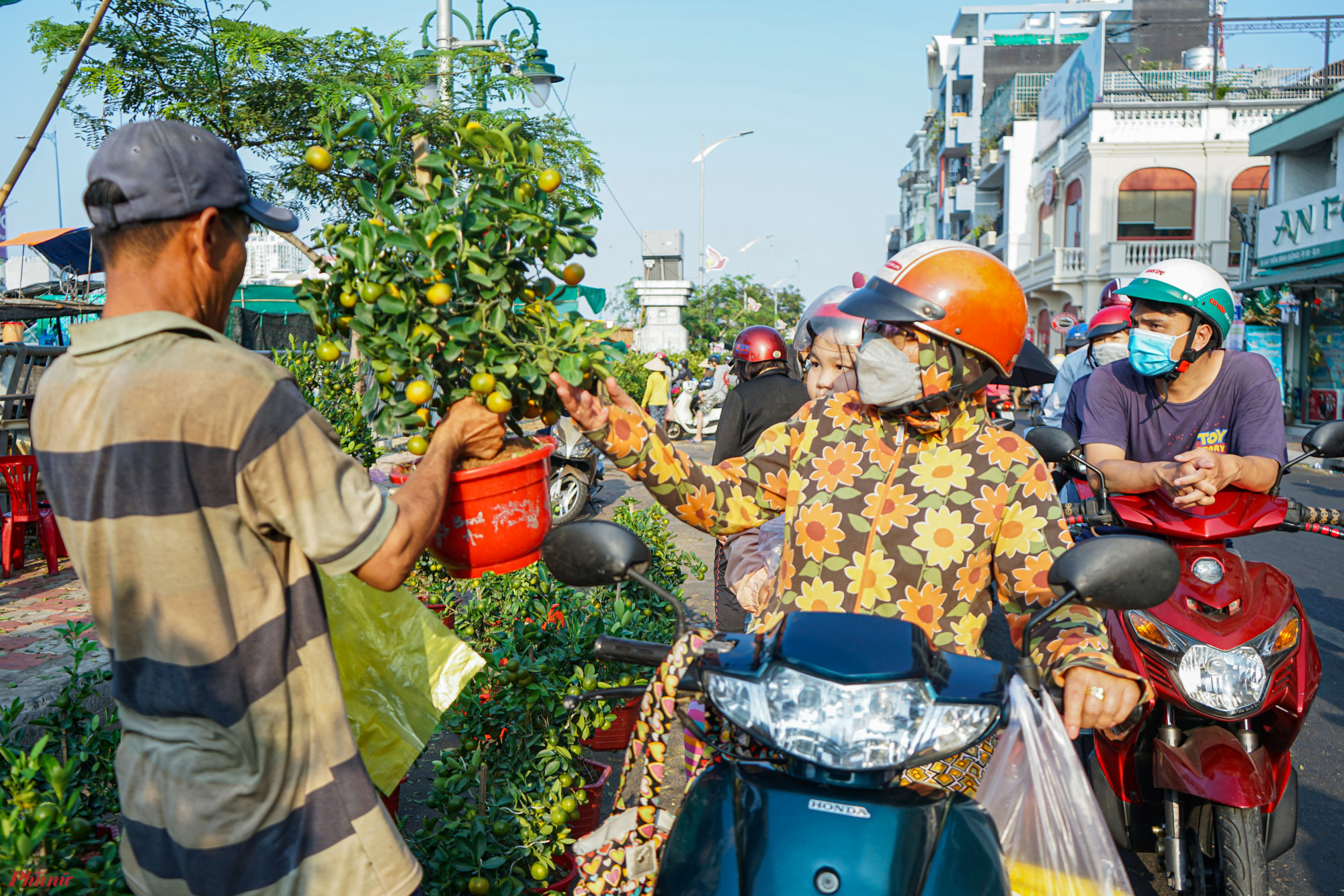 Một chậu tắc được người mua và tiểu thương chốt giá.