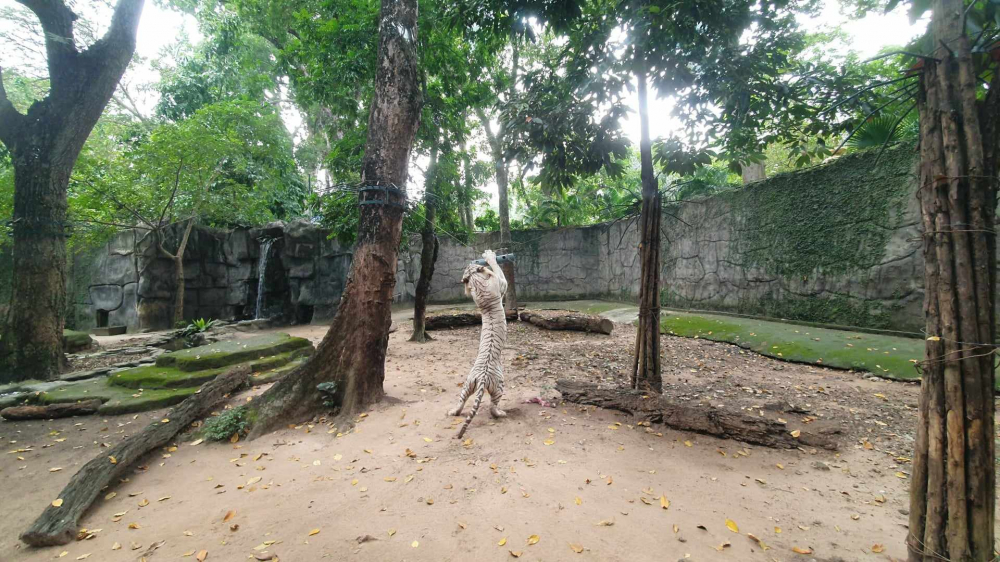 Hổ trắng trong Thảo Cầm Viên Sài Gòn. Ảnh: Mai Khắc Trung Trực