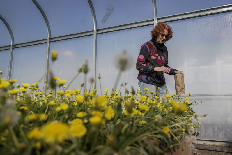 Giáo sư Katrina Cornish, người nghiên cứu các chất thay thế cao su,đang thu hoạch cây bồ công anh và cúc cao su, ngày 6/2 — Ảnh: AP
