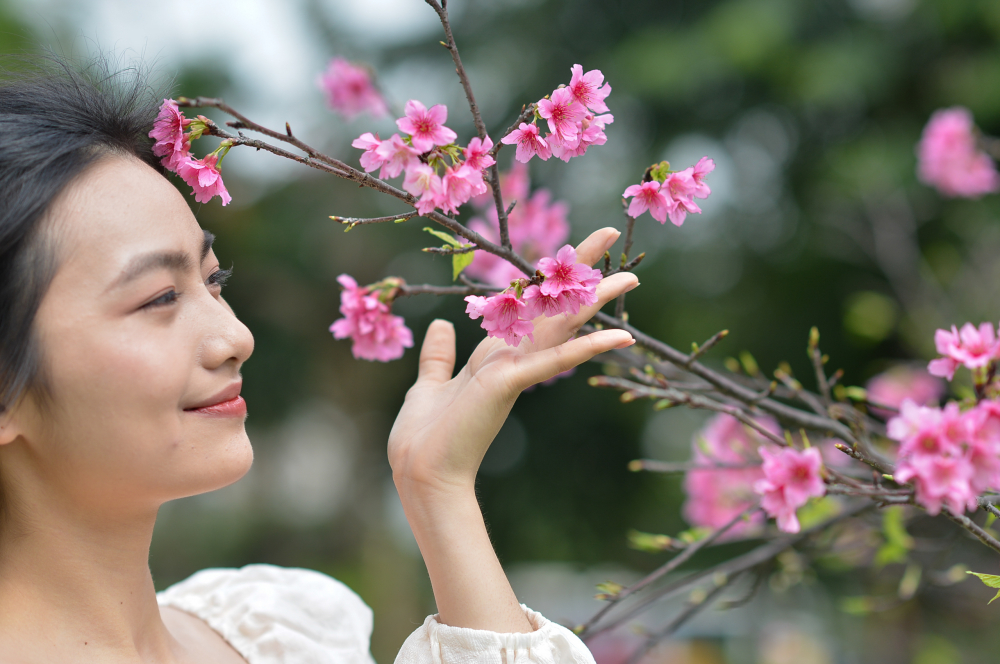 Trước đó, để có thể ngắm nhìn hoa anh đào, các bạn trẻ Hà Nội chỉ có thể đợi tới ngày tổ chức lễ hội hoa anh đào để ngắm những cành hoa anh đào được vận chuyển trực tiếp từ Nhật Bản sang.