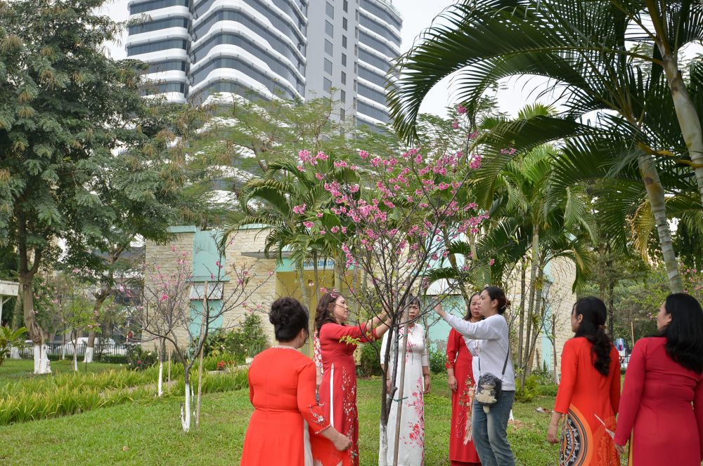 Cùng với đó, những gốc hoa anh đào được trồng tại công viên Hoà Bình cũng đã đồng loạt ra hoa.