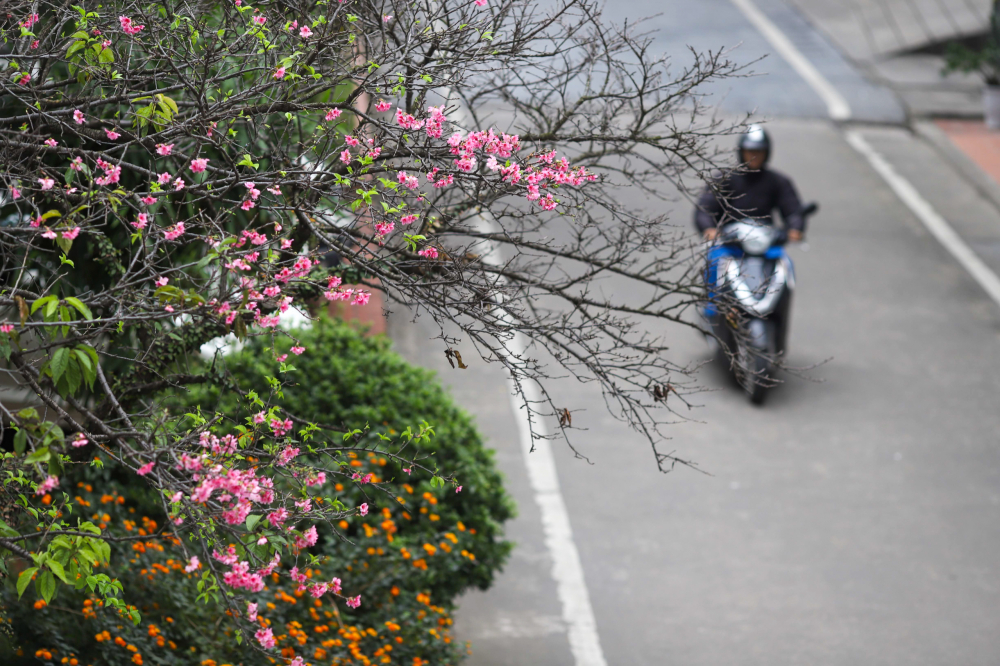 Đây là loài hoa vốn tượng trưng cho Nhật Bản nhưng cũng được trồng ở nhiều nơi trên thế giới, trong đó có Việt Nam.