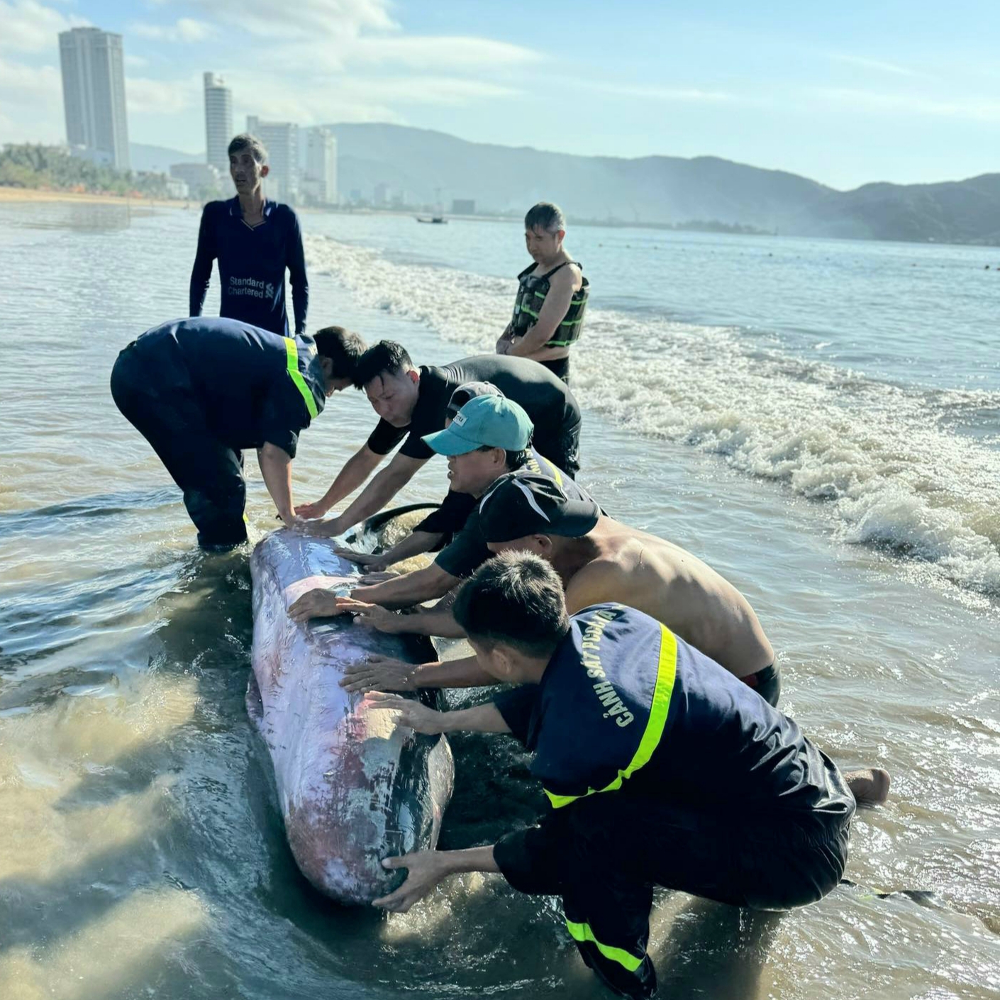 Cá nhà táng mắc cạn với nhiều vết thương, được cảnh sát và người dân cứu nạn để thả về biển 