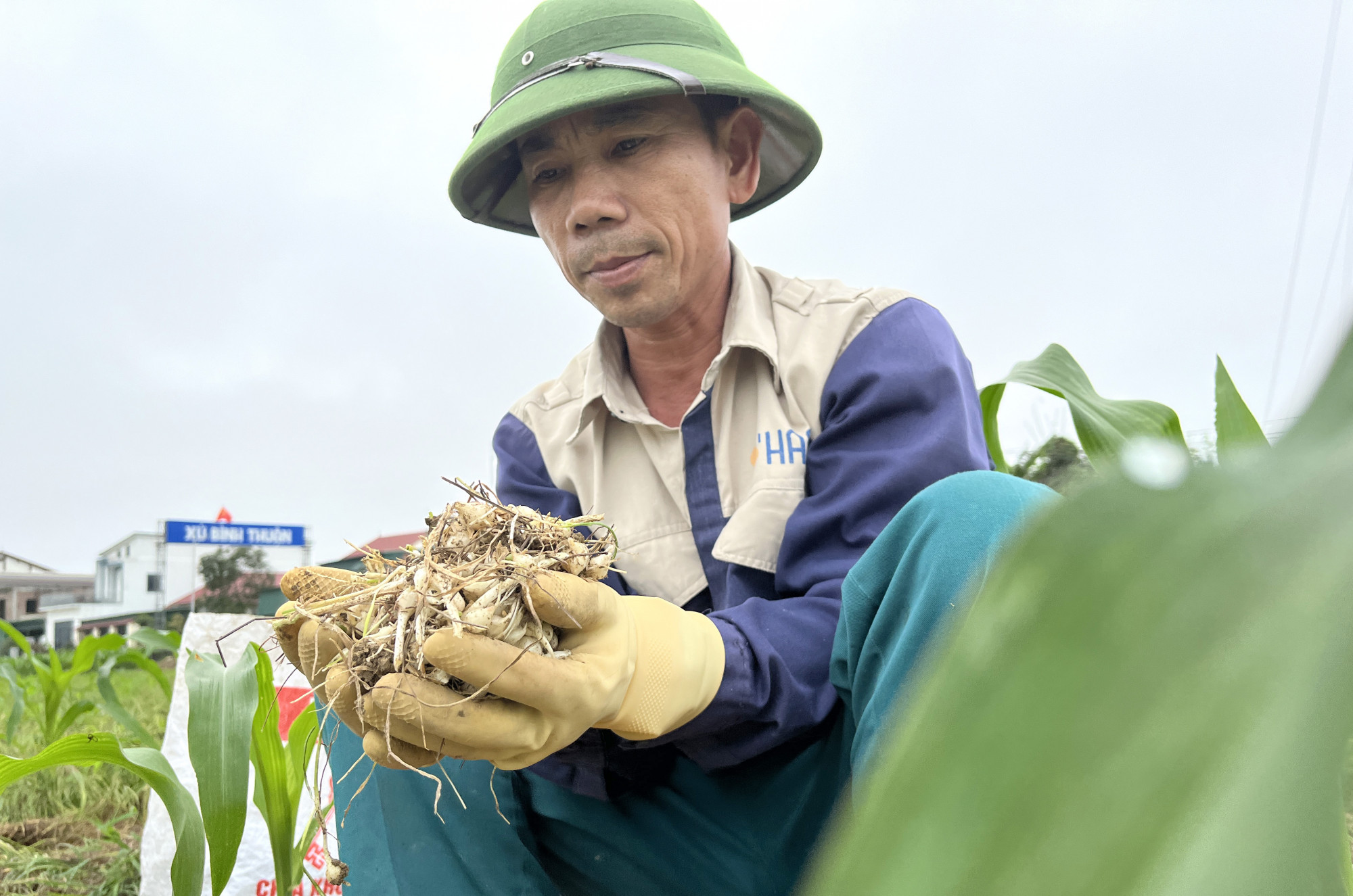 Đầu vụ, hành tăm có giá cao gấp nhiều lần song chưa nhiều nông dân thu hoạch bởi củ con non, chưa đạt năng suất cao - Ảnh: Phan Ngọc