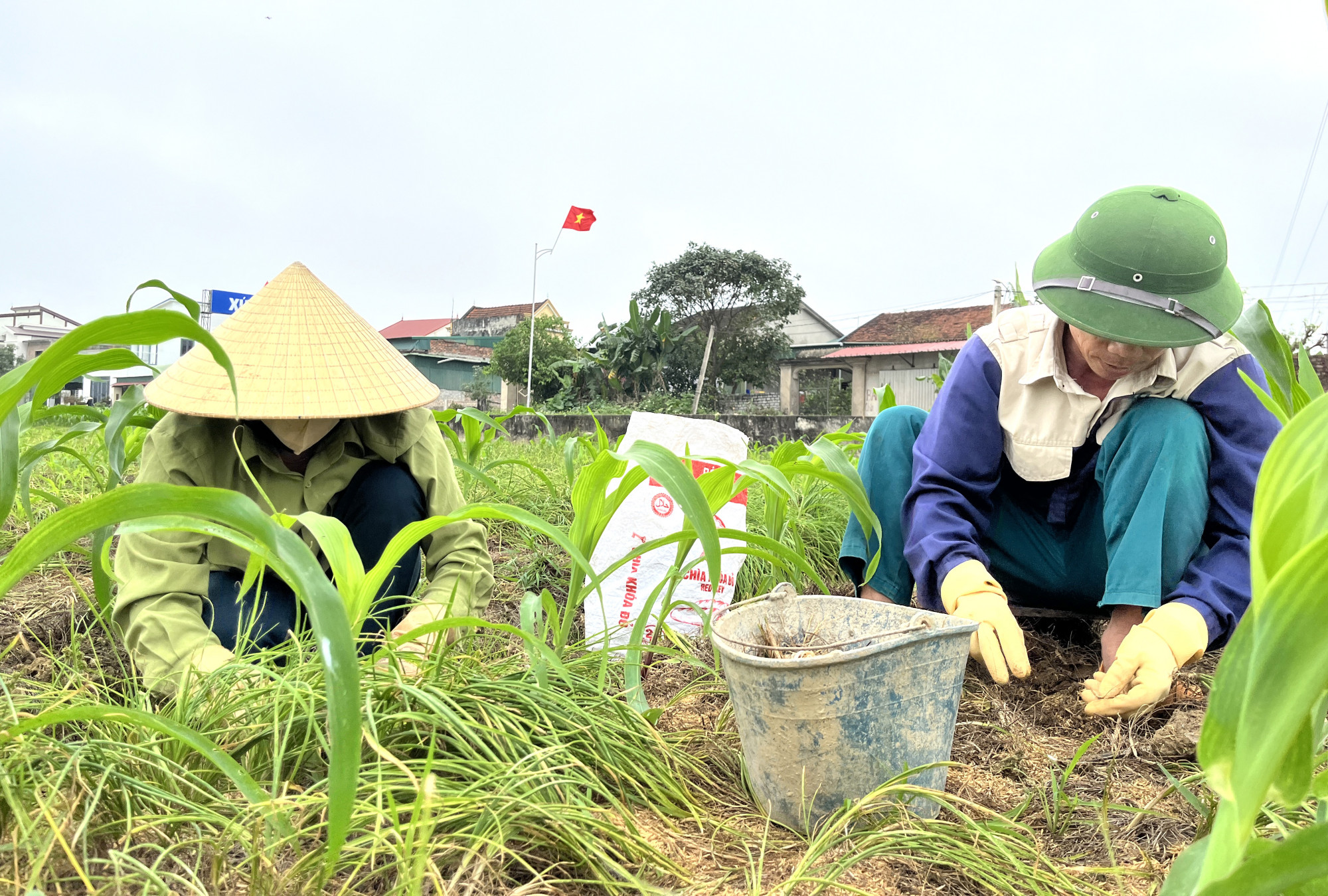 Vợ chồng anh Hồng tranh thủ thu hoạch hành tăm bán khi giá cao - Ảnh: Phan Ngọc