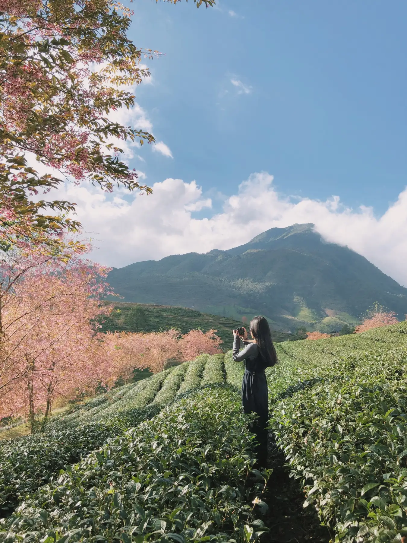 Tương tự như mai anh đào Đà Lạt, mai anh đào Sa Pa không phải loại hoa anh đào Nhật Bản (Sakura) mà là một giống hoa đơn 5 cánh giống hoa mai thuộc chi Cerasus). Bởi vậy, gọi “mai anh đào” cho loài hoa này của Việt Nam là cách gọi đúng nhất hiện nay. Hoa mai anh đào thường nở vào cuối đông đầu xuân, bắt đầu từ giữa tháng 11 đến cuối tháng 1 năm sau, thời gian nở rộ tuy không dài (khoảng 3-4 tuần) nhưng tùy theo địa hình, đất đai mà trên cùng một vùng thời gian nở sẽ khác nhau nhờ vậy mà có thể thấy hoa mai anh đào ở Sa Pa nở xuyên suốt mùa đông là như vậy. Gợi ý tốt nhất là khi thấy người bản địa cập nhật ảnh hoa nở thì bạn canh khoảng 1-2 tuần sau đó đi là vừa dịp rực rỡ nhất.