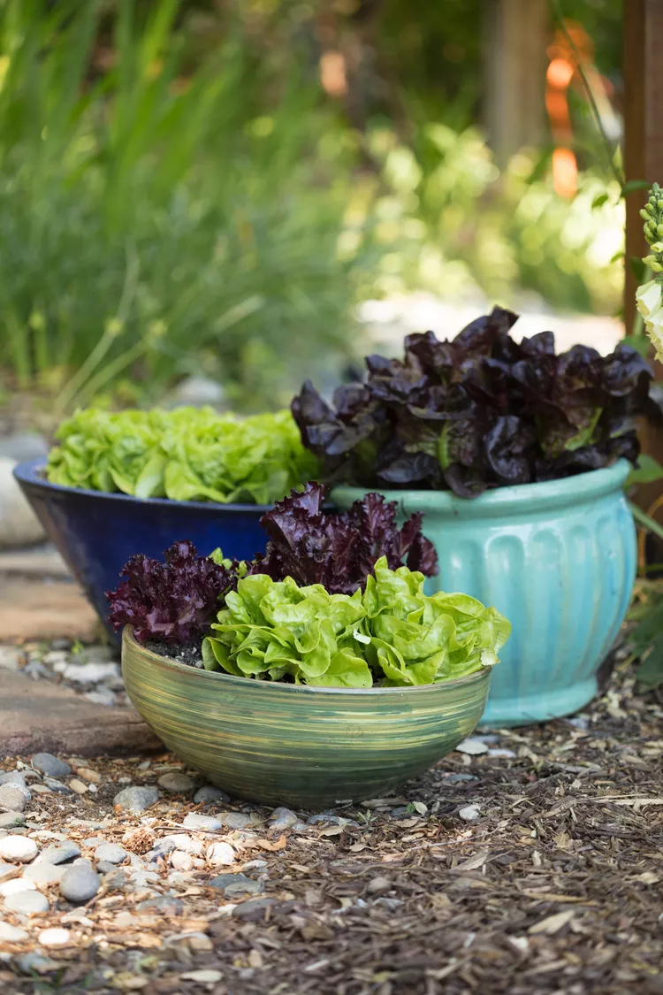 Tôi có nên gieo hạt rau diếp trong nhà không? Bắt đầu trồng rau diếp trong nhà khoảng ba tuần trước khi cấy để bắt kịp mùa xuân. Sau khi đất ấm lên hơn 40°F, hãy gieo rau diếp trực tiếp bên ngoài.  Các loại rau diếp tốt nhất cho món salad là gì? Bất kỳ loại rau diếp nào bạn thích ăn đều là loại tốt nhất để làm món salad . Việc sử dụng một vài loại khác nhau cùng nhau sẽ tạo nên một món salad có kết cấu và màu sắc khác nhau.  Những loại rau diếp nào xử lý sương giá tốt nhất? Sau khi ra khỏi giai đoạn cây con, hầu hết các loại rau diếp có thể chịu được sương giá nhẹ nhưng không chịu được sương giá hoặc đóng băng. Đối với các loại rau xanh tươi chịu lạnh, hãy chuyển sang cải xoăn , rau bina và cải rổ vào mùa thu.