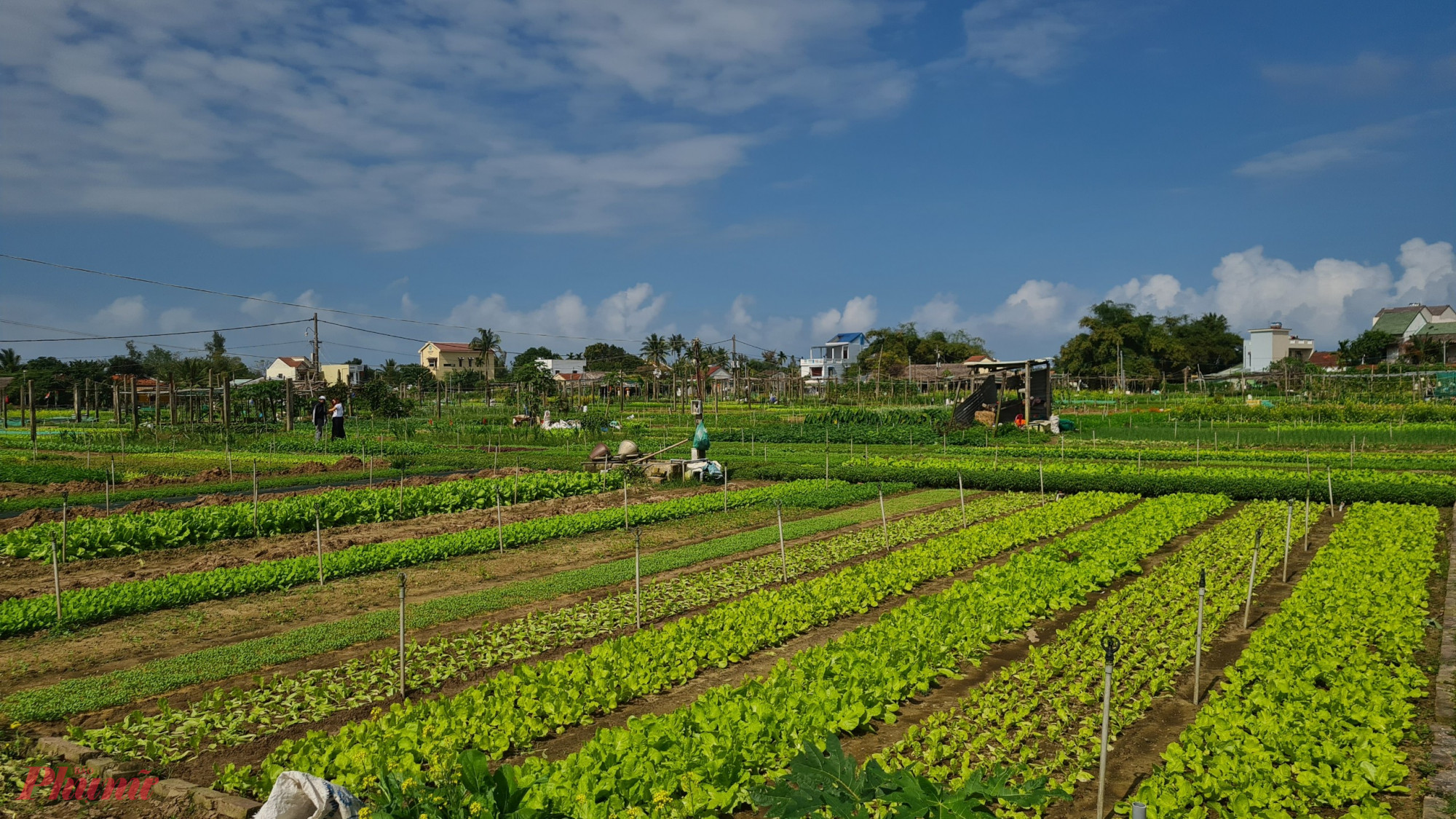 Để tận hưởng bầu không khí yên bình tại Hội Ạn, đến với vườn rau Trà Quế để được tham quan, thưởng thức các nông sản và trải nghiệm cảm giác làm nông, trồng rau. Ảnh Myngoc Vo