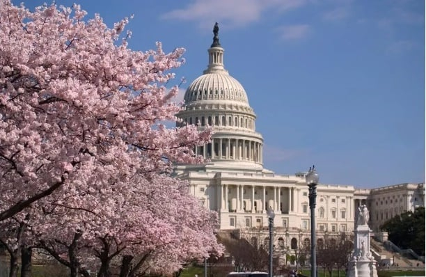 Vào cuối tháng 3 hoặc đầu tháng 4 hoa anh đào thường nở rộ ở Washington, DC