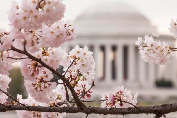 Những chùm hoa anh đào nở rộ ở Washington DC. Phía sau là Đài tưởng niệm Jefferson.