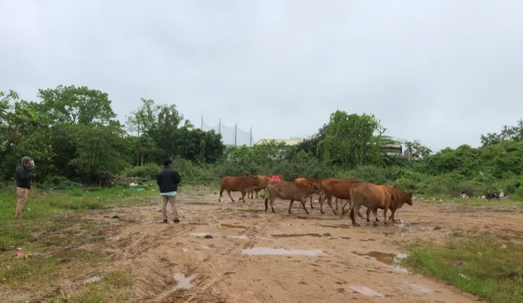 Đàn bò được tìm thấy tại một bãi đất trống bên Tỉnh lộ 10, TDP Chiết Bi, phường Phú Thượng, thành phố Huế.