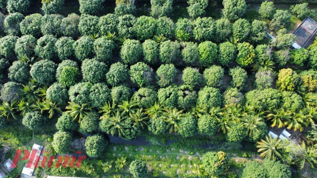 Thị xã Bình Minh (tỉnh Vĩnh Long) là vùng trồng thanh trà (cả loại cho trái chua và ngọt) tập trung với khoảng 27ha Vườn thanh trà ở xã Đông Thành (TX Bình Minh) nhìn từ trên cao