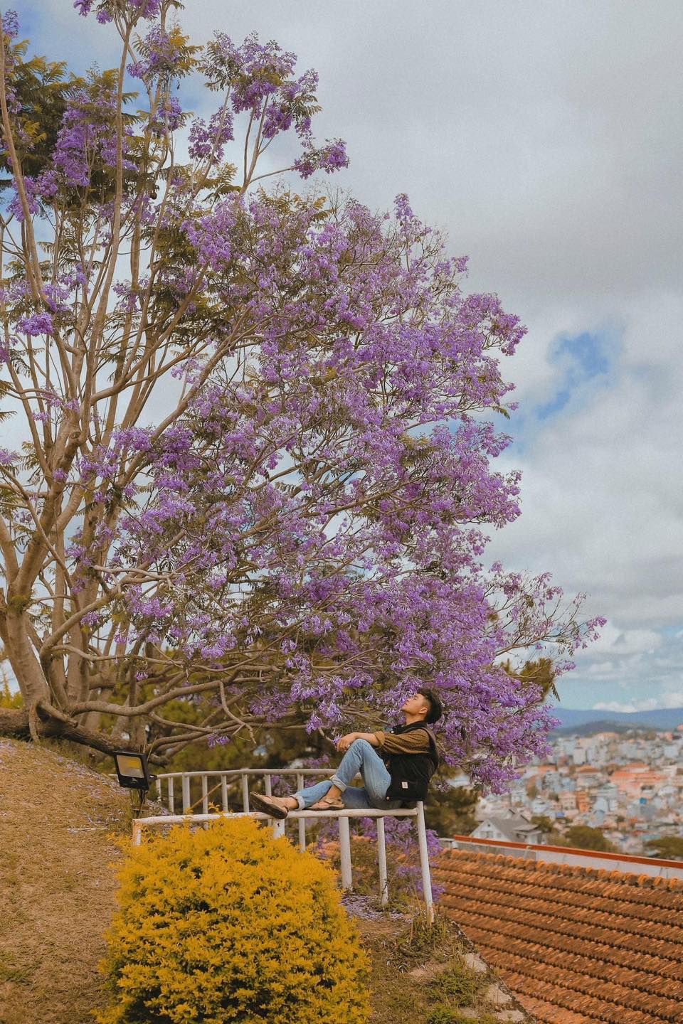 Vài ngày nay, hình ảnh những cây hoa phượng tím nở rộ khắp đường phố Đà Lạt khiến cộng đồng mạng lại lên kế hoạch đến phố núi check in cùng mùa hoa độc đáo này.