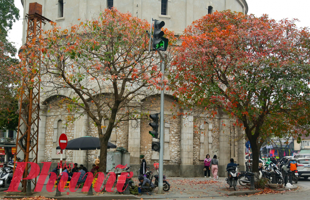 Những cây lộc vừng ở bên cạnh tháp nước Hàng Đậu hiện đã chuyển hết sang màu lá đỏ, thu hút nhiều người tìm đến ngắm cảnh và chụp ảnh.