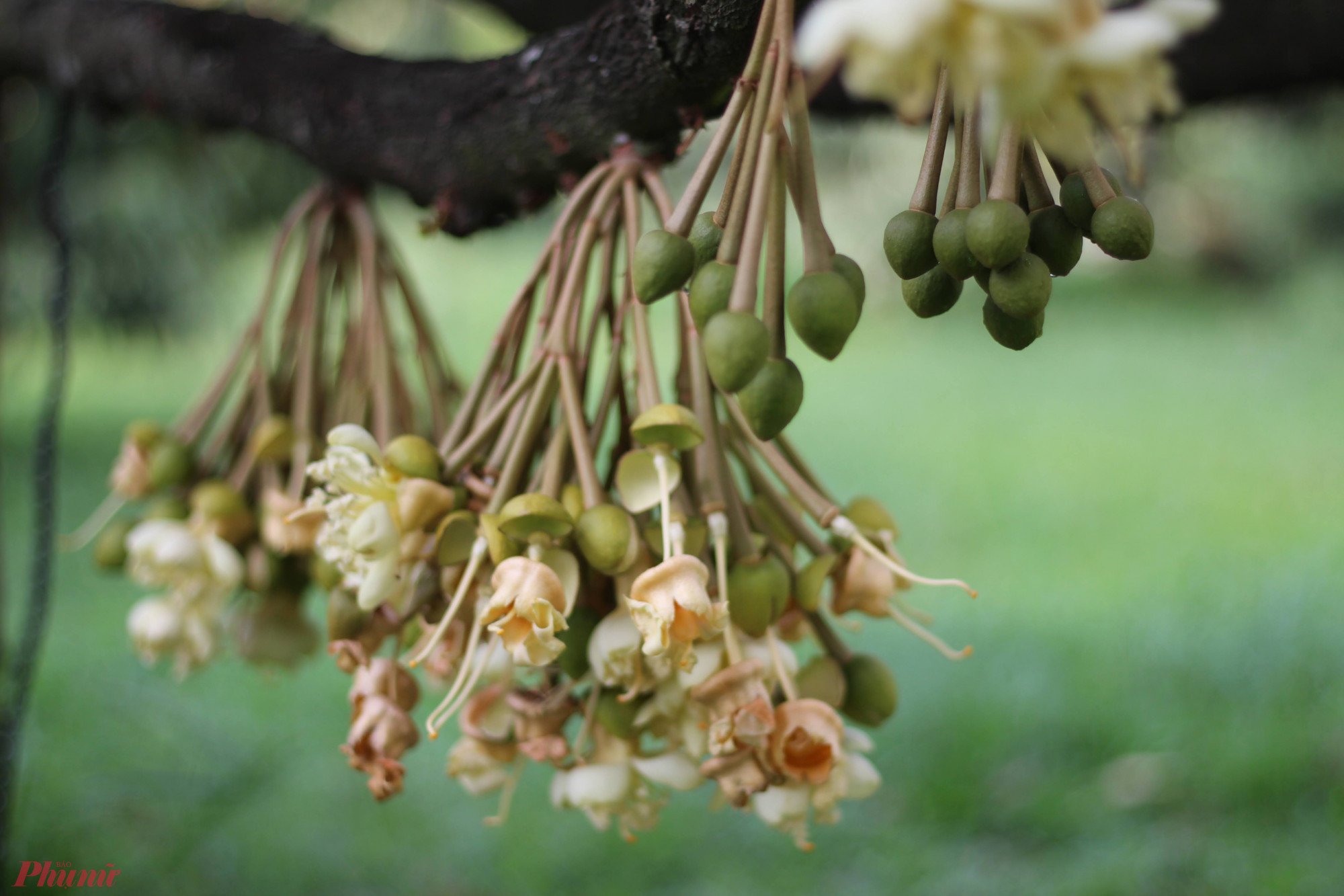 Sầu riêng Đạ Huoai chín rộ từ cuối tháng 5 đến hết tháng 8, song từ trước tết Nguyên đán và sau thời gian này, vẫn có một số vườn chín trước hoặc chín sau. Điều này phụ thuộc vào thời gian nở hoa của cây sầu riêng - thông thường, từ khi hoa nở đến thu hoạch khoảng 6 tháng. 