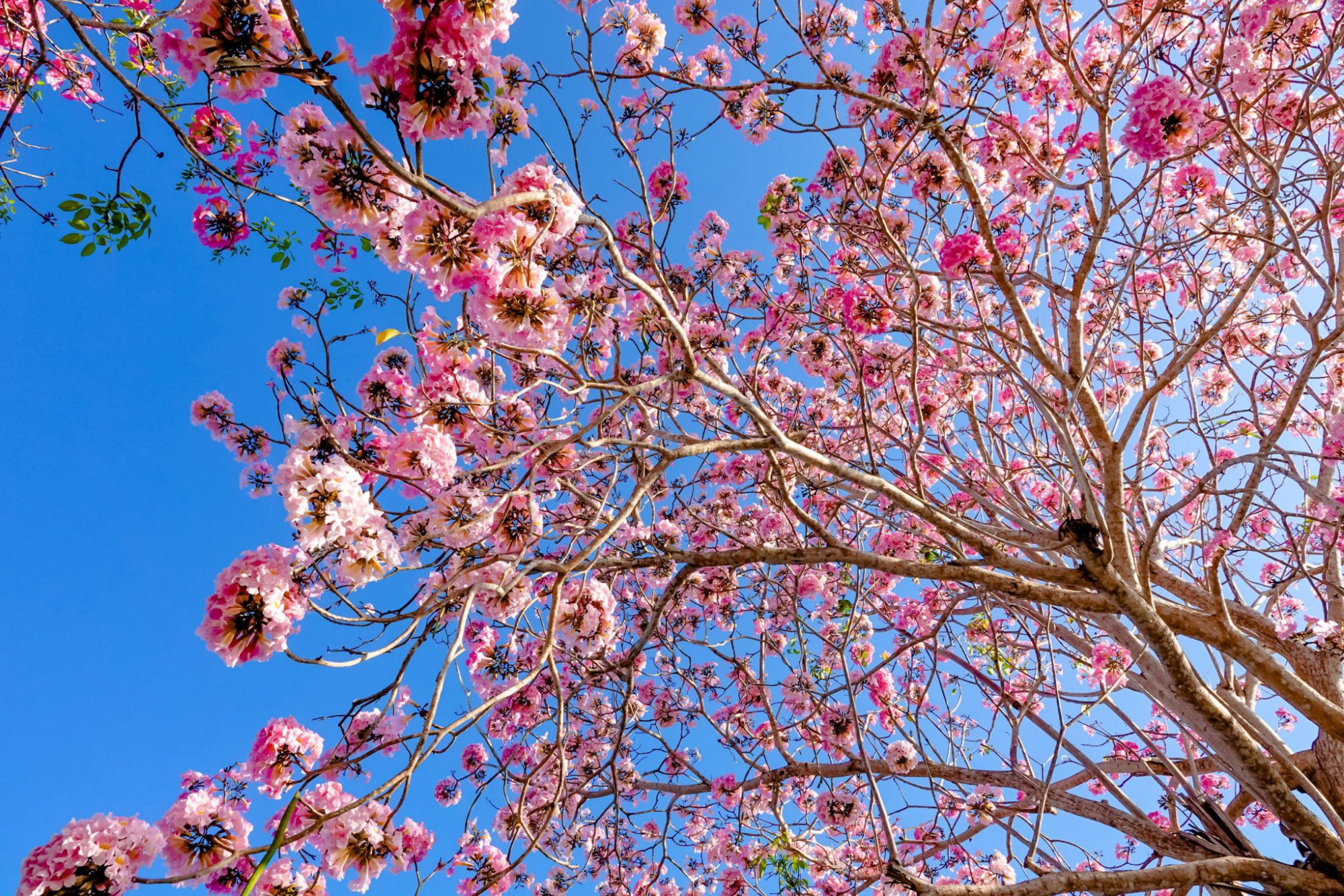 Kèn hồng có màu sắc tựa như hoa anh đào, cứ vào độ cuối tháng 2 hoặc đầu tháng 3, loài hoa này bắt đầu trổ nụ và rộ lên sắc hồng phấn.