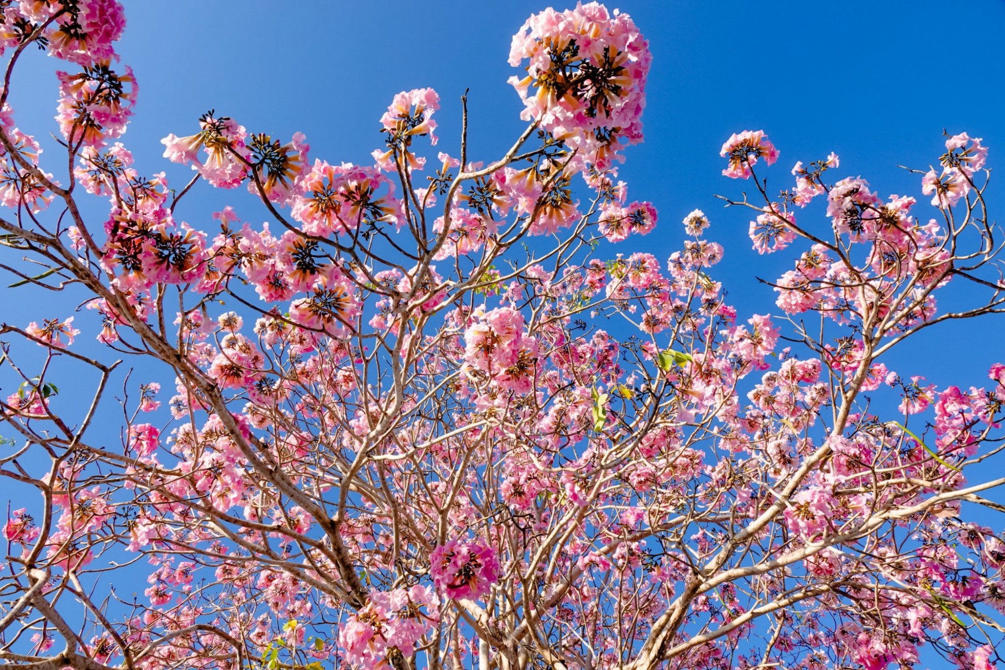 Tùy theo điều kiện thời tiết mà hoa có thể trổ bông sớm hoặc muộn hơn và mỗi năm chỉ có một mùa hoa này.