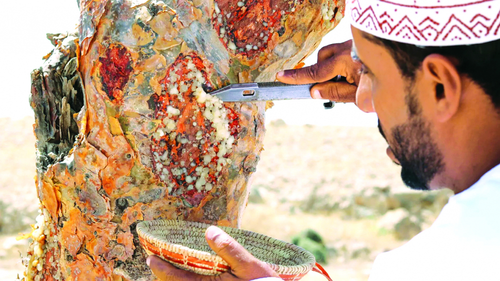Một hướng dẫn viên địa phương đang lấy nhựa trầm hương ở Wadi Dawkah - ẢNH: ANANTARA