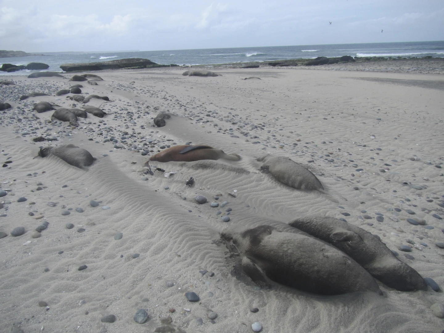 Hình ảnh: Xác những con hải cẩu voi nằm la liệt dọc bãi biển thuộc khu vực Punta Delgada, tỉnh Chubut, Argentina giữa đợt bùng phát cúm gia cầm vào tháng 10/2023  - Ảnh: AP/Ralph Vanstreels