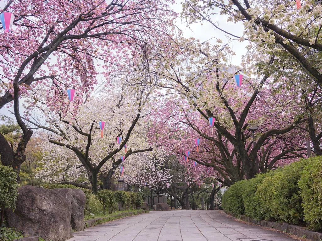 Công viên Asukayama Điểm tham quan Công viên và vườn Oji Cùng với Công viên Ueno , Công viên Asukayama là một trong những không gian xanh lâu đời nhất ở Tokyo. Mọi người từ khắp thành phố đã đến đây để ngắm hoa anh đào vào mùa xuân kể từ khi tướng quân Tokugawa Yoshimune cho trồng cây này vào nửa đầu thế kỷ 18.