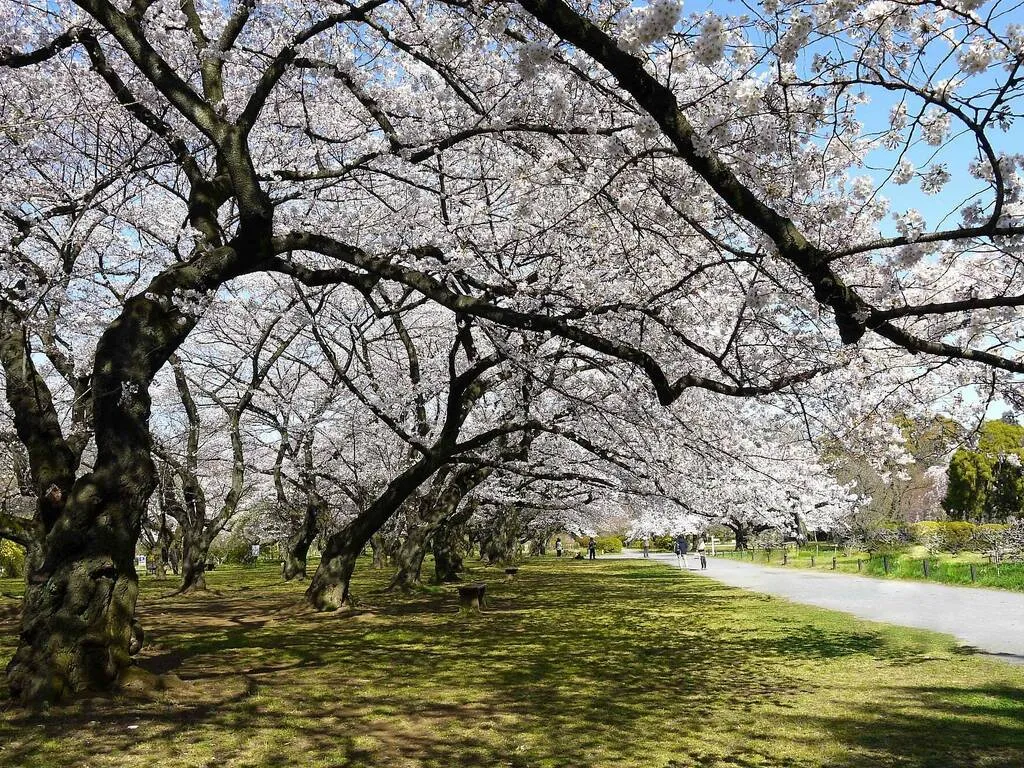 Vườn bách thảo Koishikawa Những việc cần làm Hakusan Mảnh đất thiền ở trung tâm Tokyo này được chăm sóc bởi Trường Khoa học sau đại học của Đại học Tokyo và bao phủ một không gian xanh rộng 16 ha với khoảng 2.000 loài thực vật. Địa điểm ăn ảnh nhất để ngắm hoa nở là dọc theo con hẻm có cây anh đào với hàng cây somei-yoshino xinh đẹp . Ở đây cũng được phép tổ chức dã ngoại dưới những tán cây anh đào, vì vậy hãy chuẩn bị bữa trưa và đậu xe dưới tán hoa hồng để có một buổi chiều nhàn nhã.