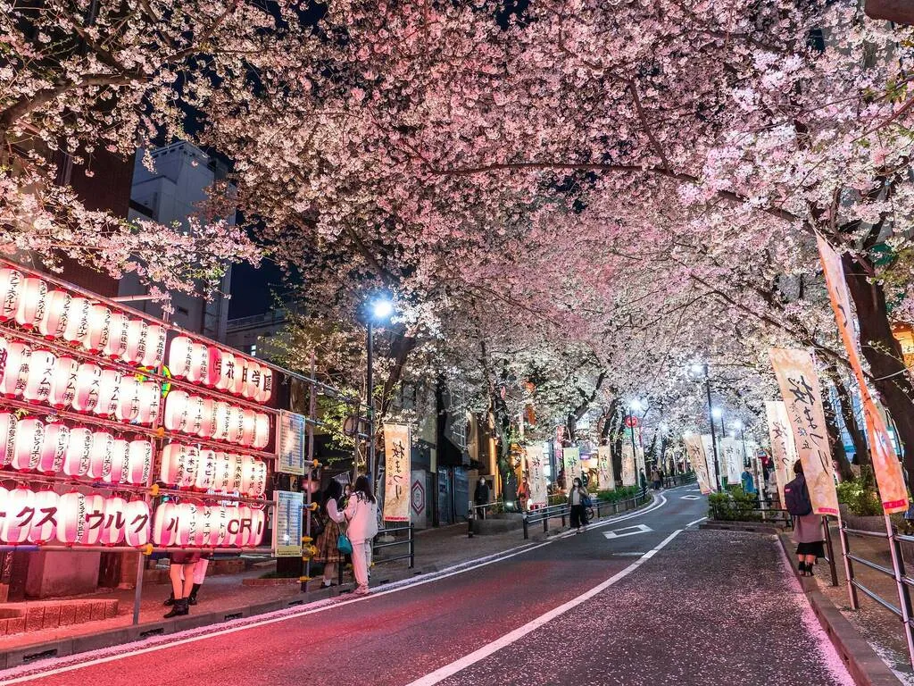 Đường Sakuragaoka Con đường rợp bóng cây cách Ngã tư Shibuya một quãng đi bộ ngắn này là một địa điểm tuyệt vời để ngắm hoa anh đào khi đi dạo quanh khu phố. Đi dạo dưới những tán cây nở hoa vào ban ngày luôn là điều thú vị, nhưng hãy ghé thăm vào buổi tối và bạn có thể thấy những bông hoa được chiếu sáng.