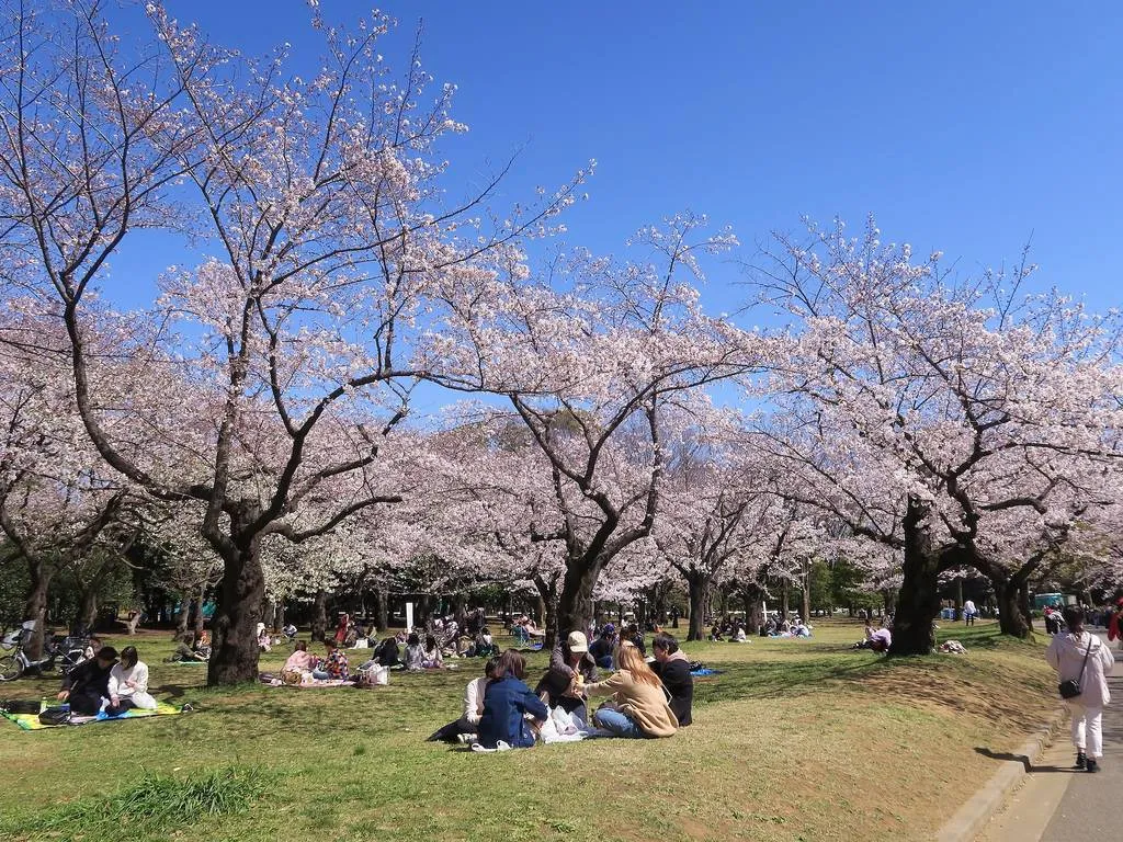 Công viên Yoyogi Điểm tham quan Công viên và vườn Harajuku Với vị trí trung tâm ở Shibuya và gần với Đền Meiji và Harajuku , Công viên Yoyogi có lẽ là địa điểm ngắm hoa anh đào nổi tiếng nhất thành phố. Do đó, cũng là một trong những nơi đông đúc nhất ở Tokyo.