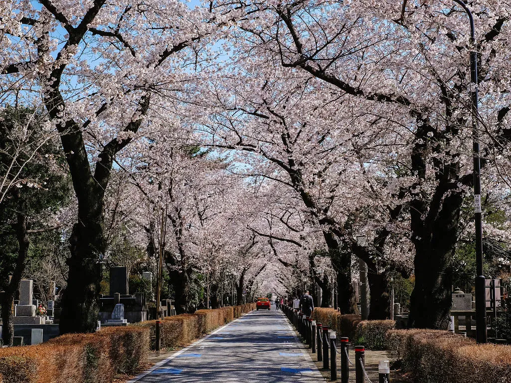 Nghĩa trang Aoyama Những việc cần làm Aoyama Nghĩa trang có vẻ không phải là nơi có thể ngắm hoa anh đào, nhưng Nghĩa trang Aoyama là một địa điểm nổi tiếng trong mùa hoa anh đào. Thay vì là một địa điểm kỳ lạ, nghĩa trang tươi tốt này có rất nhiều cây xanh và hơn 200 cây hoa anh đào hùng vĩ, với đại lộ trung tâm có đường hầm hoa anh đào dài 800m không bị gián đoạn. Bạn cũng có thể dễ dàng đến thăm nghĩa trang trung tâm Tokyo này vì chỉ cách các ga Nogizaka, Aoyama-itchome và Gaienmae một đoạn đi bộ ngắn.