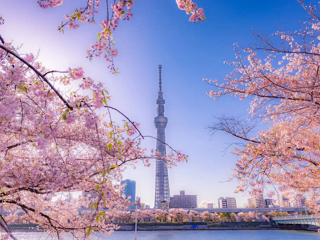 Công viên Sumida Điểm tham quan Công viên và vườn Mukojima Ngắm nhìn hoa anh đào với Tokyo SkyTree ở hậu cảnh tại Công viên Sumida gần Asakusa. Có hơn 600 cây hoa anh đào để chiêm ngưỡng xung quanh công viên, với nhiều loại khác nhau bao gồm cây somei-yoshino và cây oshima-zakura .  Công viên đẹp như tranh vẽ này cũng nằm trên một đoạn nhỏ của Sông Sumida với những cây hoa anh đào dọc bờ sông. Hãy ghé thăm vào buổi tối và bạn có thể ngắm nhìn những cây hoa anh đào xinh đẹp được chiếu sáng trong dịp yozakura (ngắm hoa anh đào buổi tối).