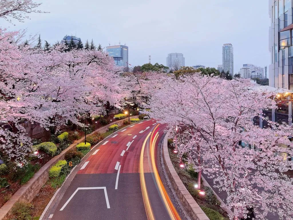 Trung tâm Tokyo Mua sắm Roppongi Khi bạn đang ở Roppongi để ngắm hoa trên phố Sakurazaka, bạn cũng nên ghé thăm Tokyo Midtown gần đó để ngắm nhìn không gian xanh phía sau trung tâm mua sắm với những cây sakura cao và trưởng thành. Bạn có thể chiêm ngưỡng cây cối xung quanh Vườn Midtown và sau đó tổ chức một chuyến dã ngoại dưới tán hoa tại Công viên Hinokicho liền kề.