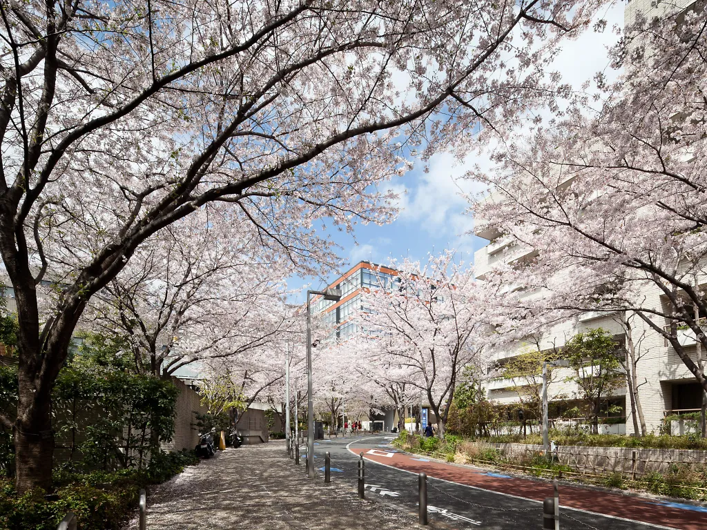 Sakurazaka Những việc cần làm Roppongi Hãy tản bộ vào mùa xuân dọc theo con phố Sakurazaka ở Roppongi để ngắm hoa anh đào xinh đẹp ở khu phố sang trọng này. Con phố ngắn này, nơi có lượng khách du lịch tương đối ít hơn, sẽ đưa bạn từ khu phức hợp giải trí Roppongi Hills  đến khu phố Azabu-Juban.
