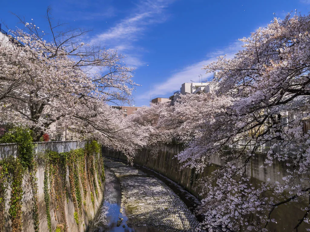 Sông Kanda Sông Kanda là một địa điểm ngắm hoa anh đào ít được biết đến ở trung tâm Tokyo và có lượng khách du lịch tương đối ít. Đi theo tuyến xe điện duy nhất còn lại của thành phố, Xe điện Arakawa (còn được gọi là Xe điện Sakura), đến Ga Waseda và con sông chỉ cách đó một quãng đi bộ ngắn.  Khung cảnh ở đây tương tự như ở sông Meguro nhưng có ít đám đông hơn. Các bờ sông và những cây cầu sẽ được trang trí bằng những chiếc đèn lồng màu hồng dành cho lễ hội, và vì những cây anh đào ở đây đã già nên kích thước và khối lượng tuyệt đối của chúng sẽ tạo nên ấn tượng đáng kinh ngạc khi nở rộ.