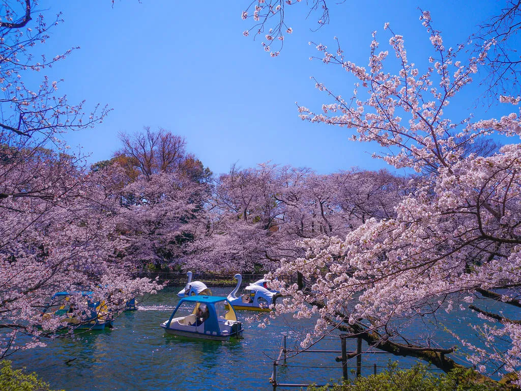 Công viên Inokashira Điểm tham quan Công viên và vườn Kichijoji Chỉ cách trung tâm Tokyo 15 phút, công viên Kichijoji này có đủ các điểm tham quan để thu hút bạn trong một buổi chiều, bao gồm sở thú, ao có thuyền thiên nga và các khu vui chơi – cùng với một số hoa anh đào đẹp nhất thành phố.