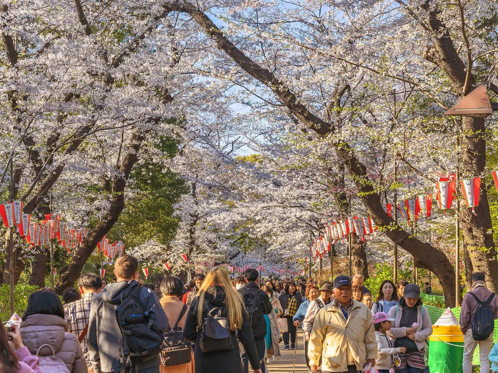 Công viên Ueno Những việc cần làm Ueno Công viên Ueno nổi tiếng với vườn thú và bảo tàng, nhưng cũng vô cùng nổi tiếng với đại lộ hoa anh đào dọc theo con đường chính. Có khoảng 1.000 cây hoa anh đào ở đây, trong đó có 800 cây thuộc giống Somei-yoshino . Vào mùa hoa anh đào cao điểm, những cây hoa anh đào dọc con đường chính được trang trí bằng 800 chiếc đèn lồng thắp sáng vào buổi tối. 
