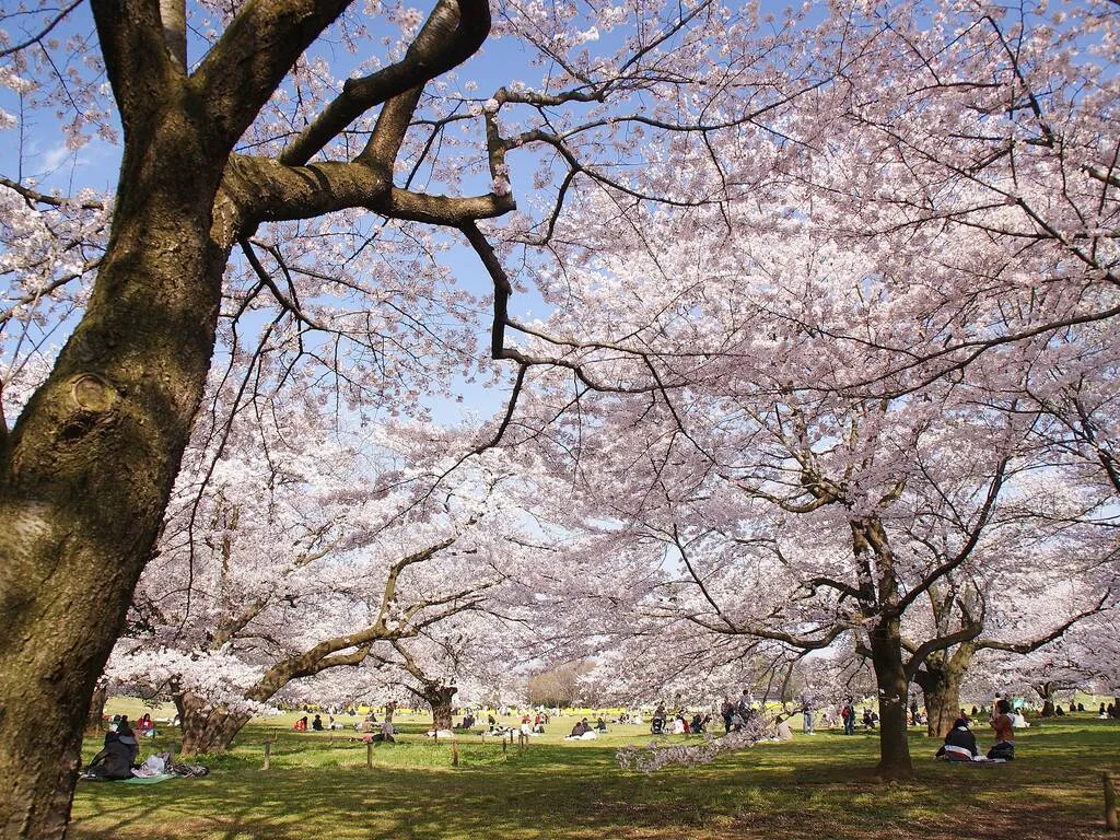 Công viên Showa Kinen Điểm tham quan Công viên và vườn Tachikawa Công viên rộng lớn này ở Tachikawa, chỉ cách Shinjuku 30 phút đi tàu, là nơi tuyệt vời để ngắm hoa theo mùa, đặc biệt là hoa anh đào. Những cây hoa anh đào nổi bật ở đây khi chúng tựa vào những hàng nanohana (hoa cải dầu) tạo nên sự hòa quyện tuyệt đẹp giữa những cánh hoa màu vàng và hồng. Bạn cũng có thể ngắm nhìn vô số hoa anh đào vì công viên là nơi có 31 giống khác nhau bao gồm cây somei-yoshino và cây yamazakura .