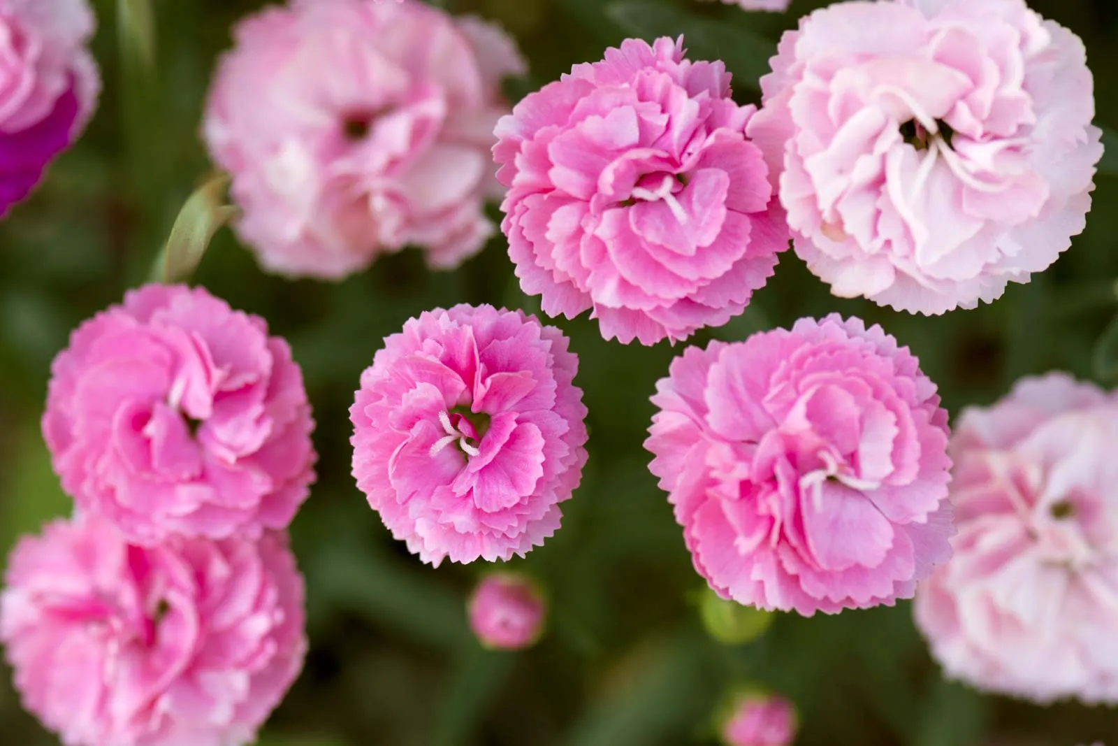  của 12 Nhân Mã: Hoa cẩm chướng Hoa cẩm chướng hồng giữa lá và nụ nhìn từ trên cao  Cây vân sam / Evgeniya Vlasova Là cung lửa do Sao Mộc cai trị, Nhân Mã phát triển mạnh nhờ những loại cây táo bạo, rực rỡ, tạo nên sự nổi bật, khiến hoa cẩm chướng trở thành sự lựa chọn tuyệt vời cho khu vườn của họ.  Hoa cẩm chướng thường được trồng để làm hoa cắt cành và mùi đinh hương cay nồng của chúng tương đương với dấu hiệu lửa du hành. Chúng đòi hỏi sự chăm sóc có chủ ý dưới hình thức những bông hoa nở rộ , nhưng sự hiện diện nổi bật của chúng là hoàn hảo đối với Nhân Mã lạc quan.