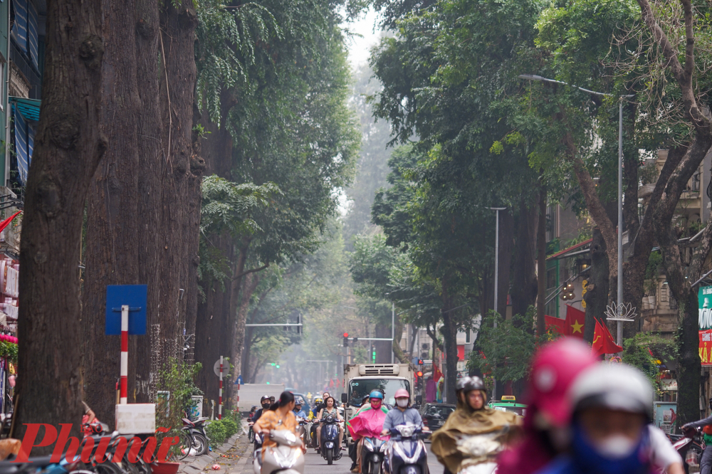 Người dân phố Lò Đúc rất yêu quý hàng cây này và luôn quan tâm, tránh tối đa những hành động xâm hại tới cây. 