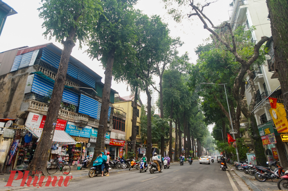 Tuy nhiên, hiện đang có 3 cây sao đen bị chết khô nghi có dấu hiệu xâm hại. cây trước nhà số 71 đường kính 60 cm, cao 12,5 m, được xác định chết từ năm 2019. Cây trước nhà số 65 đường kính 60 cm, cao 12,5 m chết cuối năm 2023.