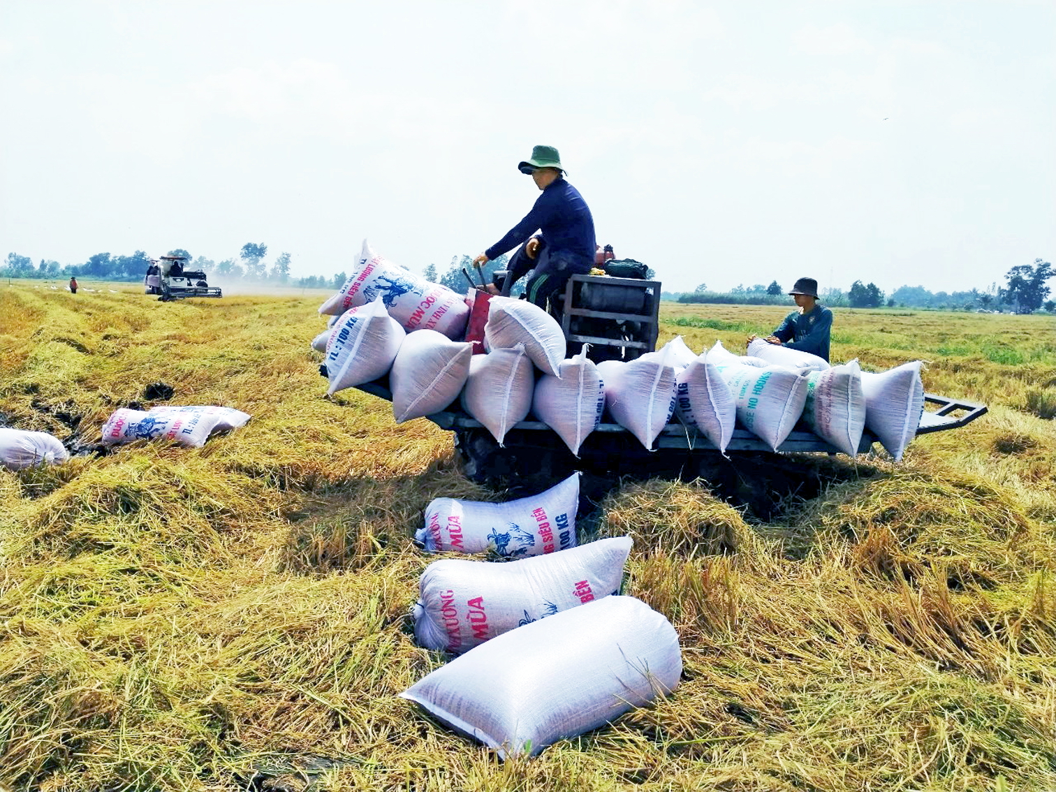 Nông dân tỉnh Bạc Liêu thu hoạch lúa vụ đông xuân, đạt lợi nhuận khoảng 40 triệu đồng/ha 